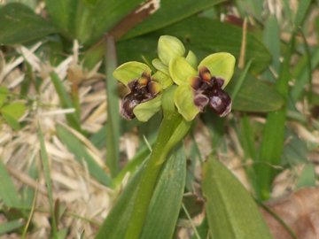 Orchidee in un prato